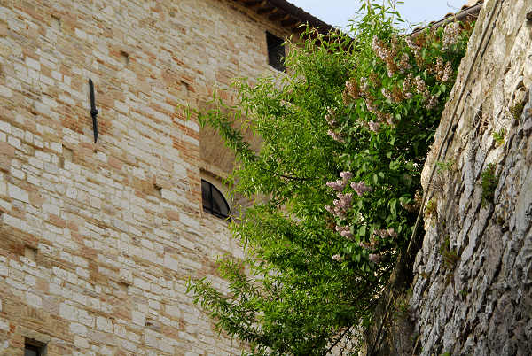 Assisi