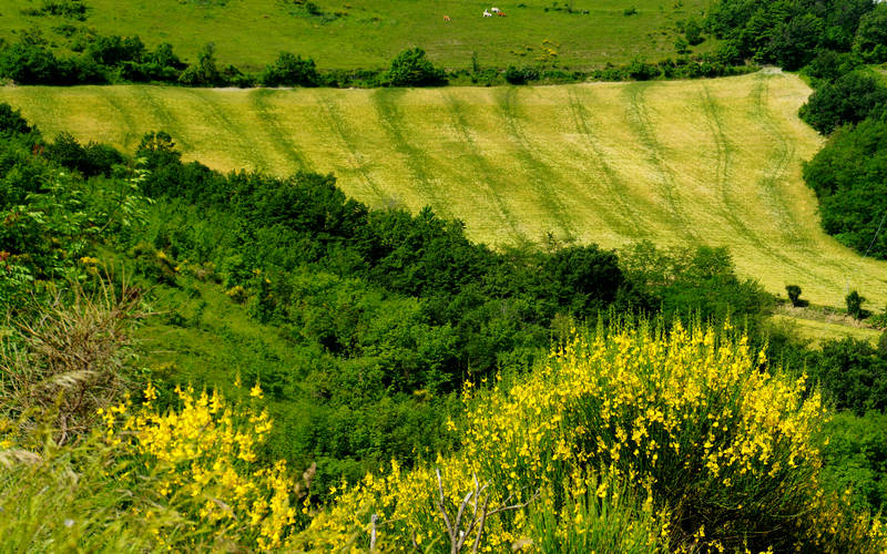 Cammino di Assisi, Dovadola