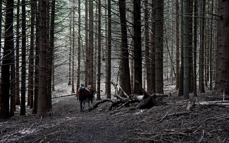 Cammino di Assisi, Parco Foreste Casentinesi