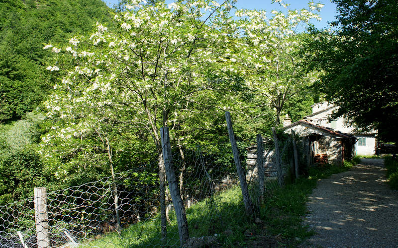 Cammino di Assisi, Corniolo