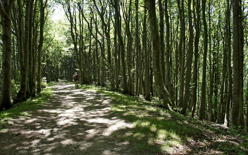 Cammino di Assisi, Parco Nazionale Foreste Casentinesi