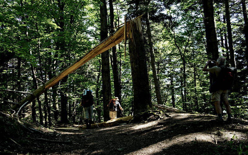 Cammino di Assisi, Parco Nazionale Foreste Casentinesi