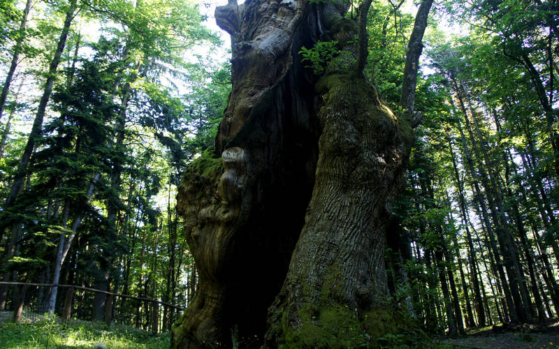 Cammino di Assisi, Camaldoli, Parco Nazionale Foreste Casentinesi