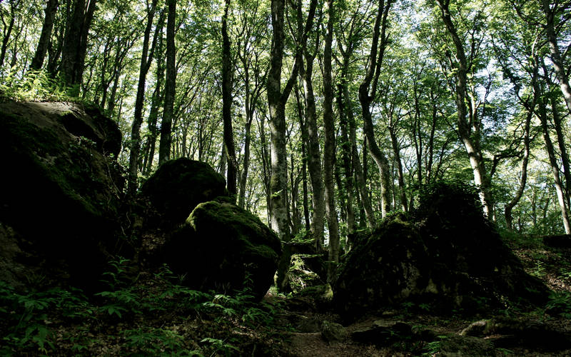 Cammino di Assisi, La Verna, Foreste Casentinesi