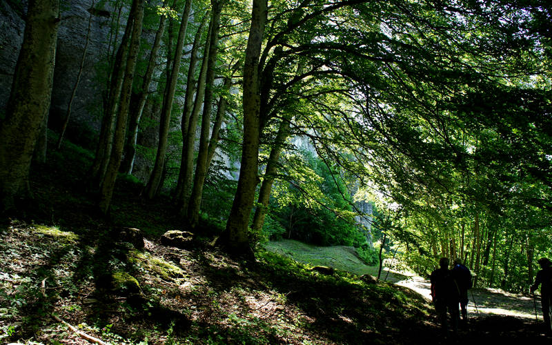 Cammino di Assisi, La Verna, Foreste Casentinesi