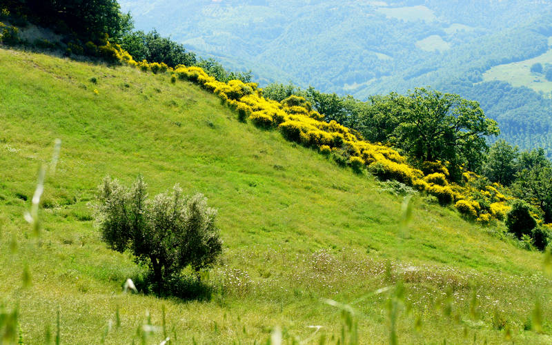 Castello della Biscina