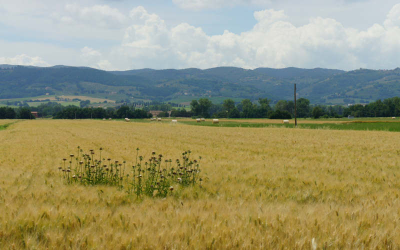 Via Amerina, Assisi-Deruta-Todi