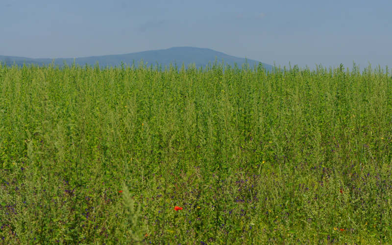 Via Amerina, Falerii Novi