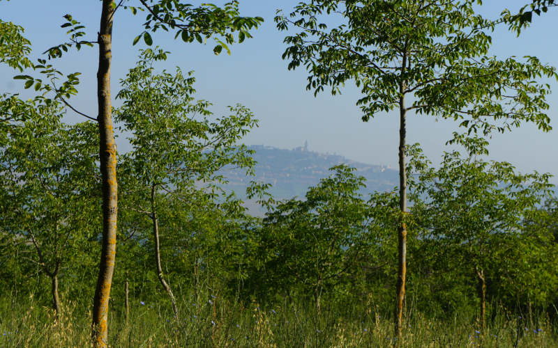 Via Amerina, Todi-Amelia