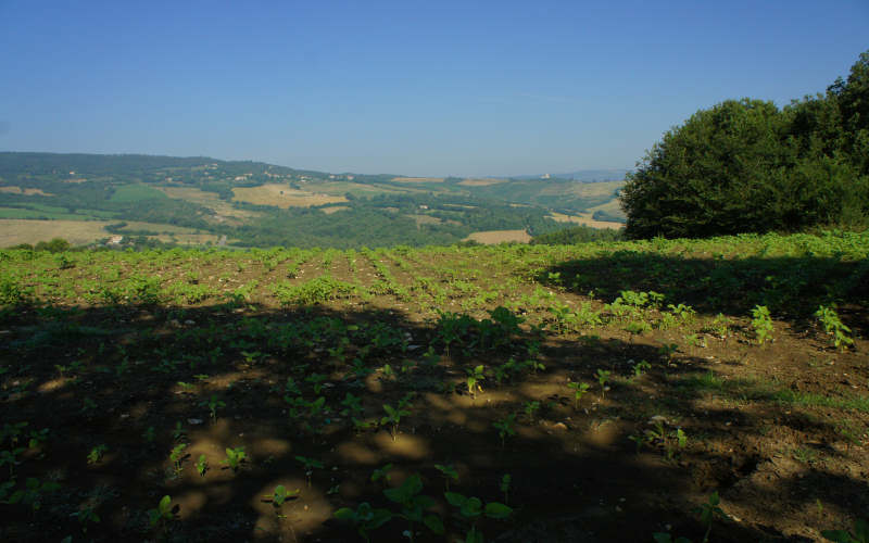 Via Amerina, Todi-Amelia