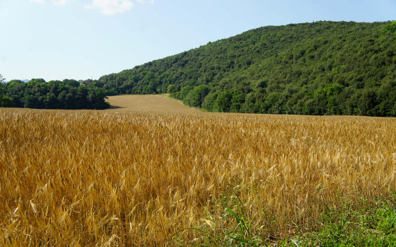 Via Amerina, Todi-Amelia