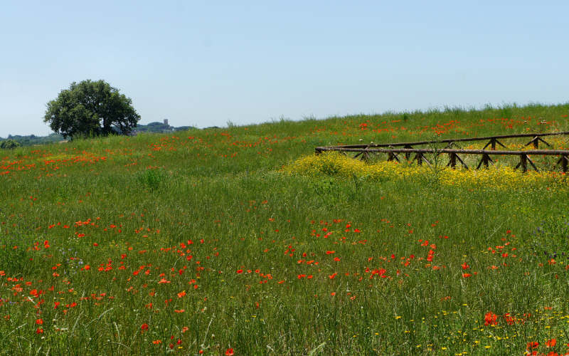 Via Amerina, Veio