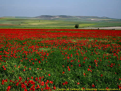Camino de Santiago