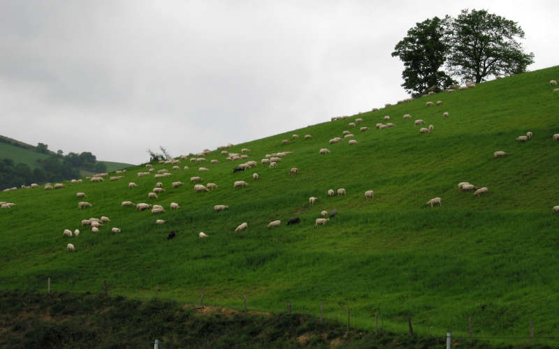Pyrenees Roncesvalles