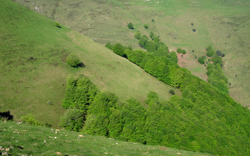 Pyrenees Roncesvalles
