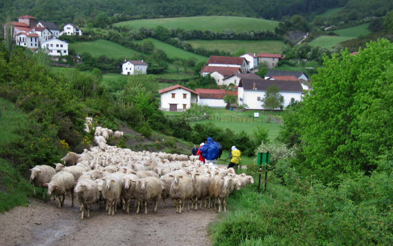 Pamplona