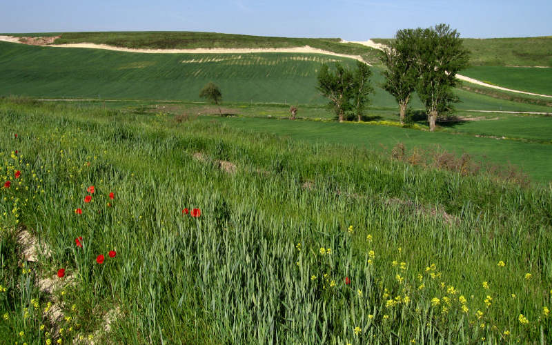 Najera - Santo Domingo de la Calzada - Belorado - San Juan de Ortega