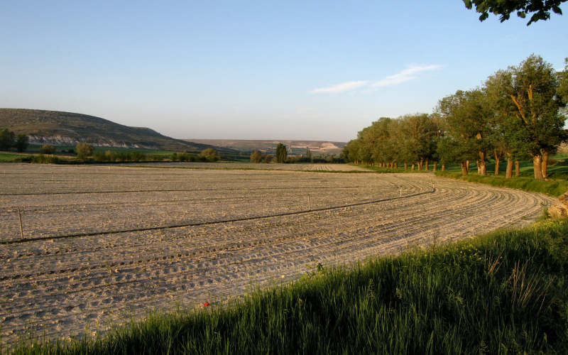 Meseta