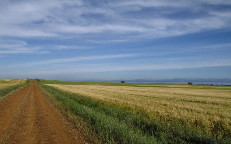 Meseta