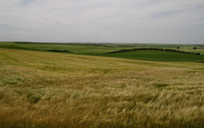 Meseta