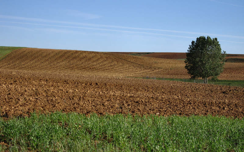 Meseta