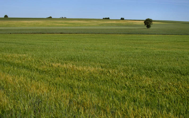 Meseta