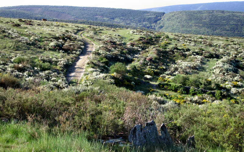 Bierzo
