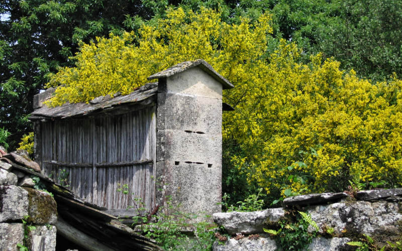 Galizia