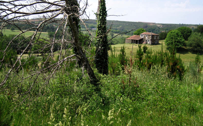 Galizia
