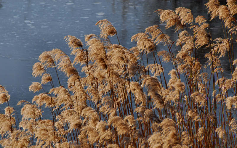 Caorle, canne palustri, reeds