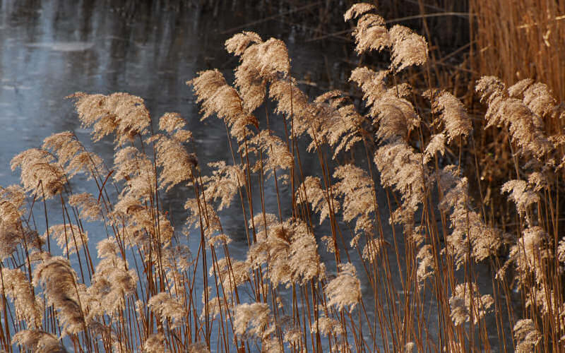 Caorle, canne palustri, reeds