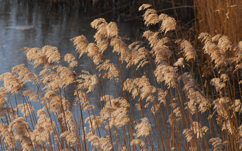 Caorle, canne palustri, reeds