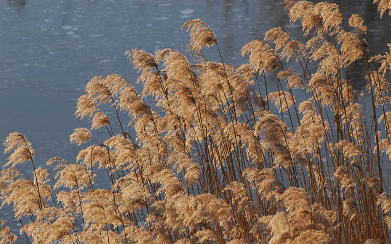 Caorle, canne palustri, reeds