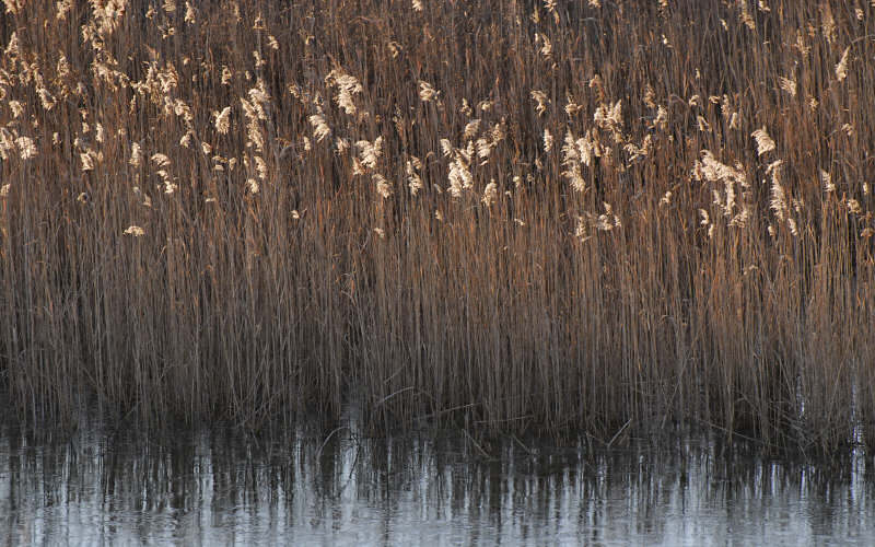 Caorle, canne palustri, reeds