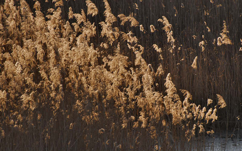 Caorle, canne palustri, reeds