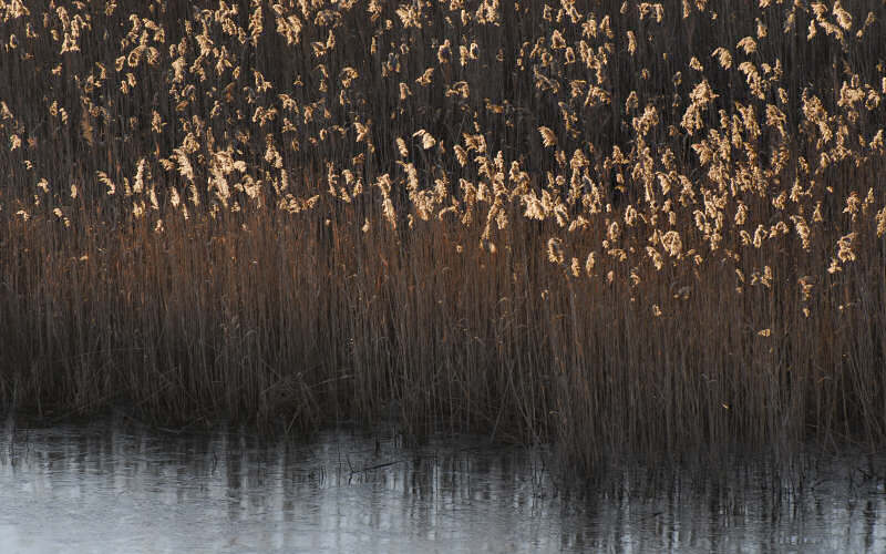 Caorle, canne palustri, reeds