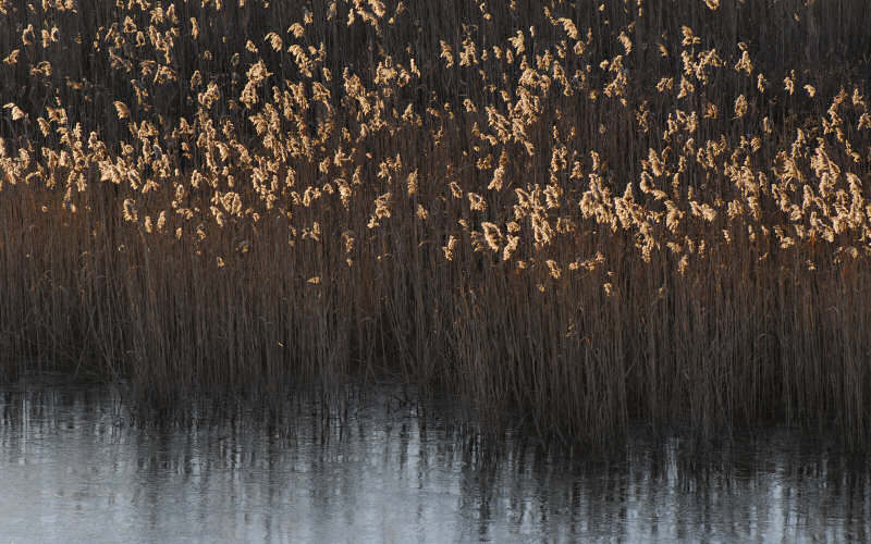 Caorle, canne palustri, reeds