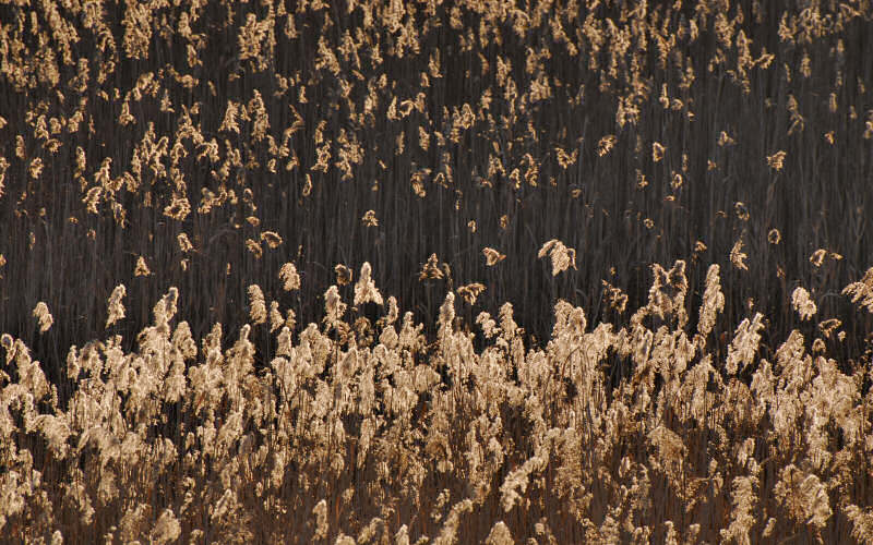 Caorle, canne palustri, reeds