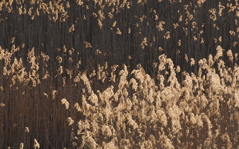 Caorle, canne palustri, reeds