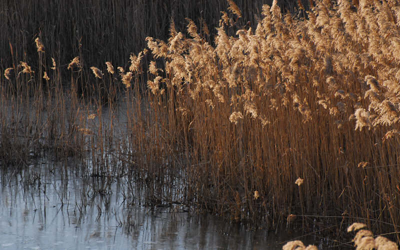 Caorle, canne palustri, reeds