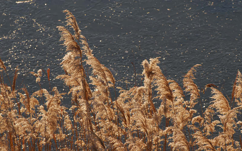 Caorle, canne palustri, reeds