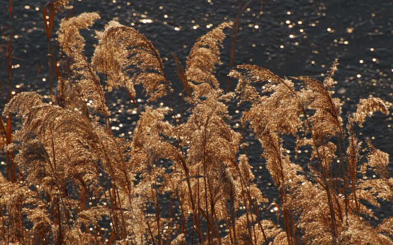 Caorle, canne palustri, reeds