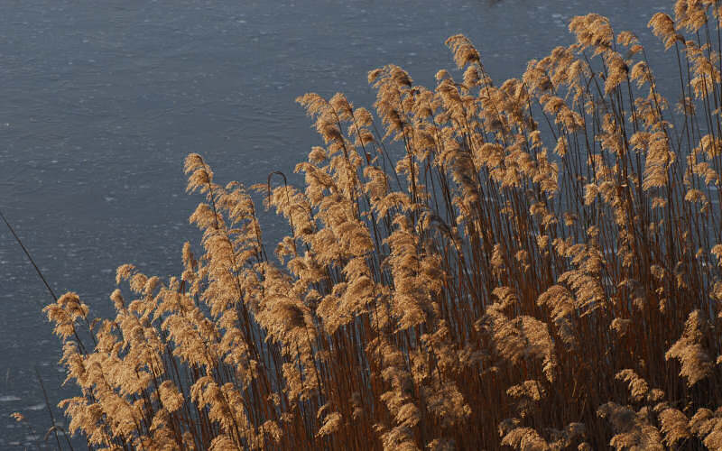 Caorle, canne palustri, reeds