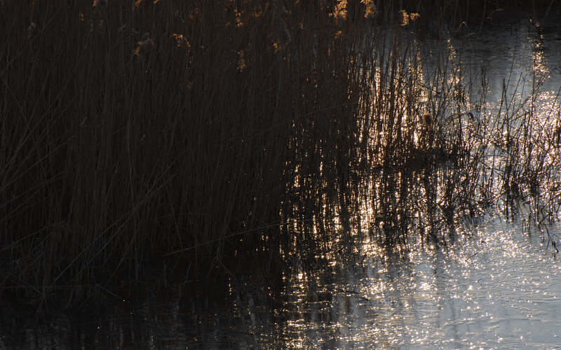 Caorle, canne palustri, reeds