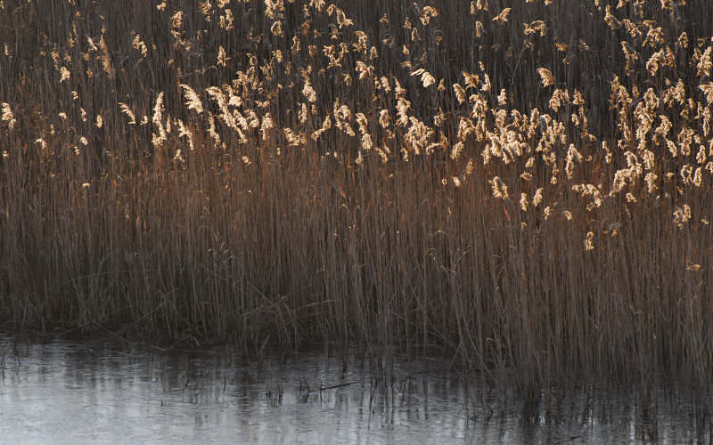 Caorle, canne palustri, reeds