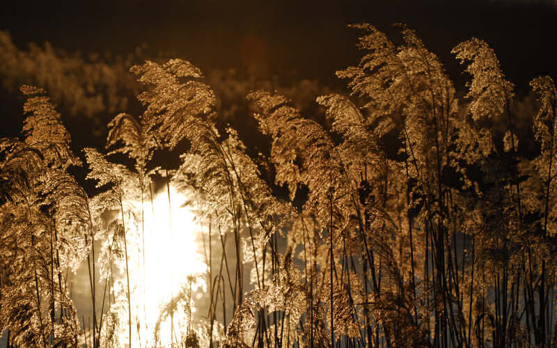 Caorle, canne palustri, reeds