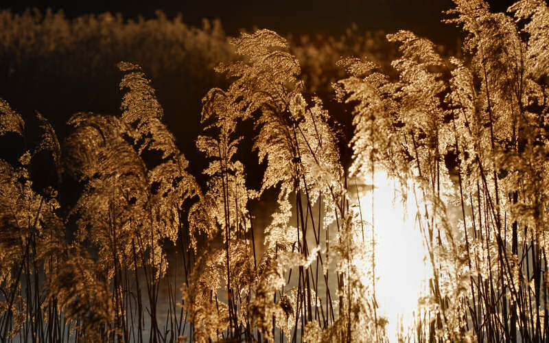 Caorle, canne palustri, reeds