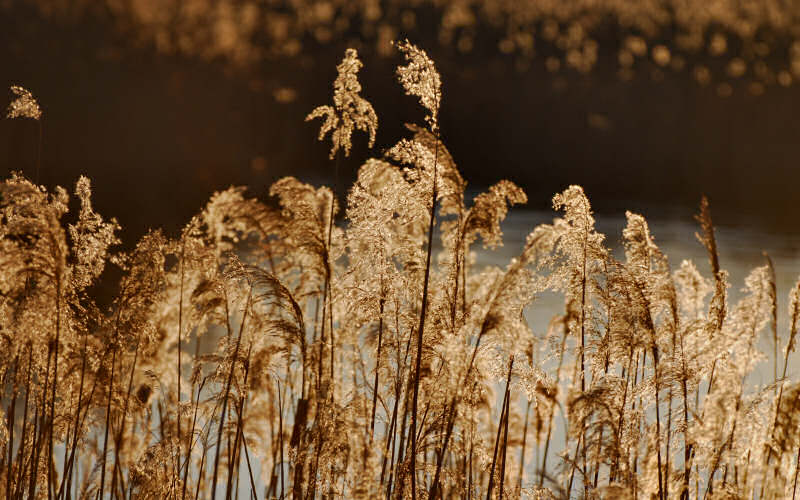 Caorle, canne palustri, reeds