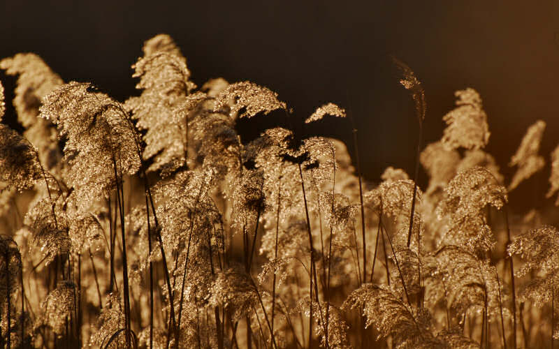 Caorle, canne palustri, reeds