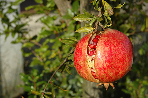 frutta e verdura